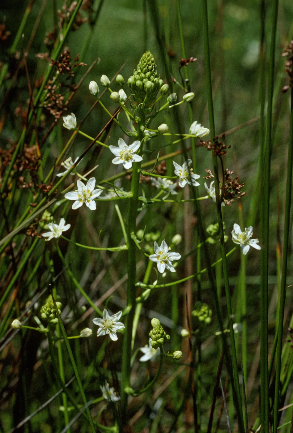 Zigadenus fremontii