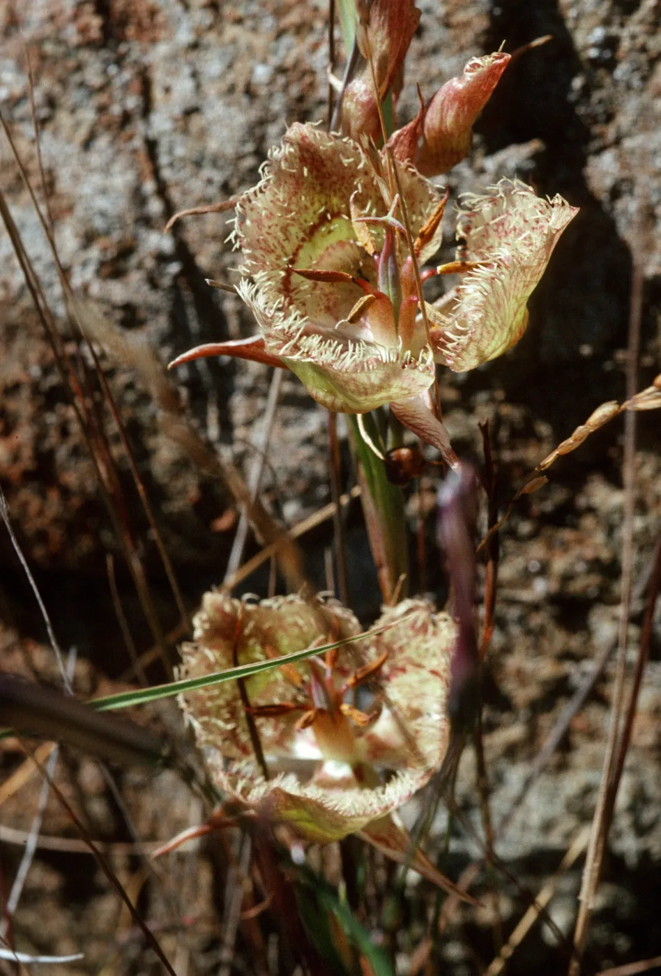 Calochortus tiburonensis