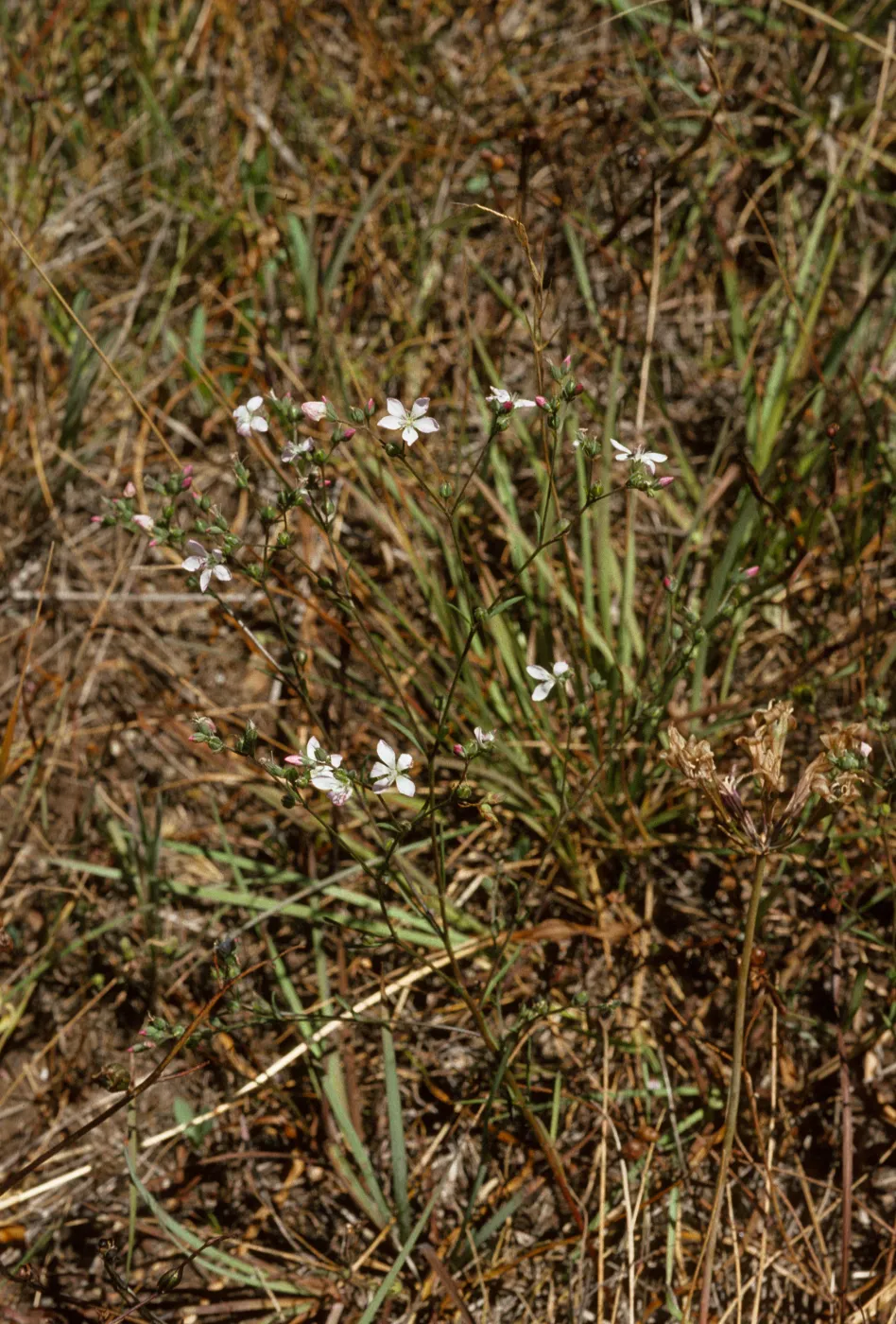 Hesperolinon congestum