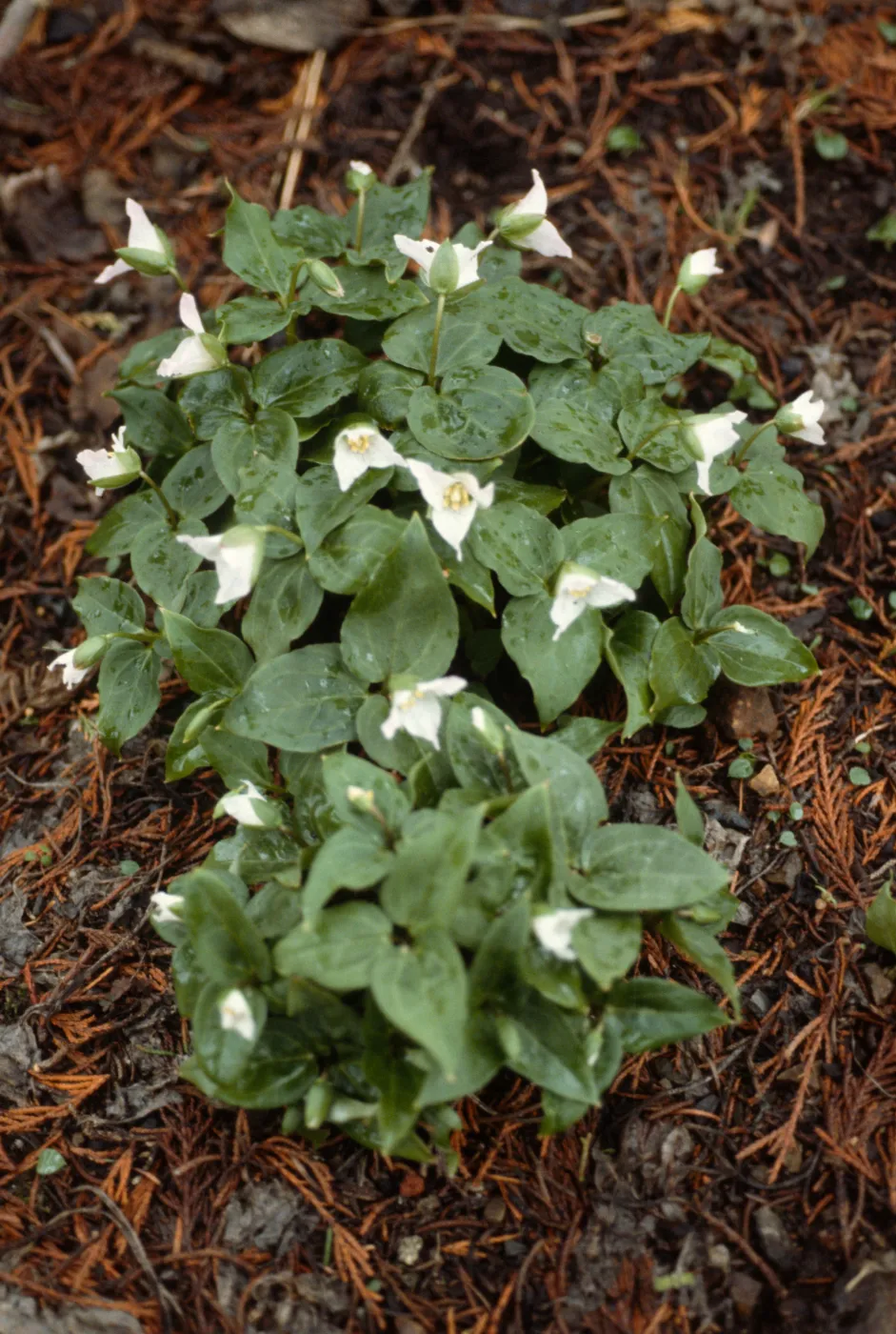 Trillium rivale