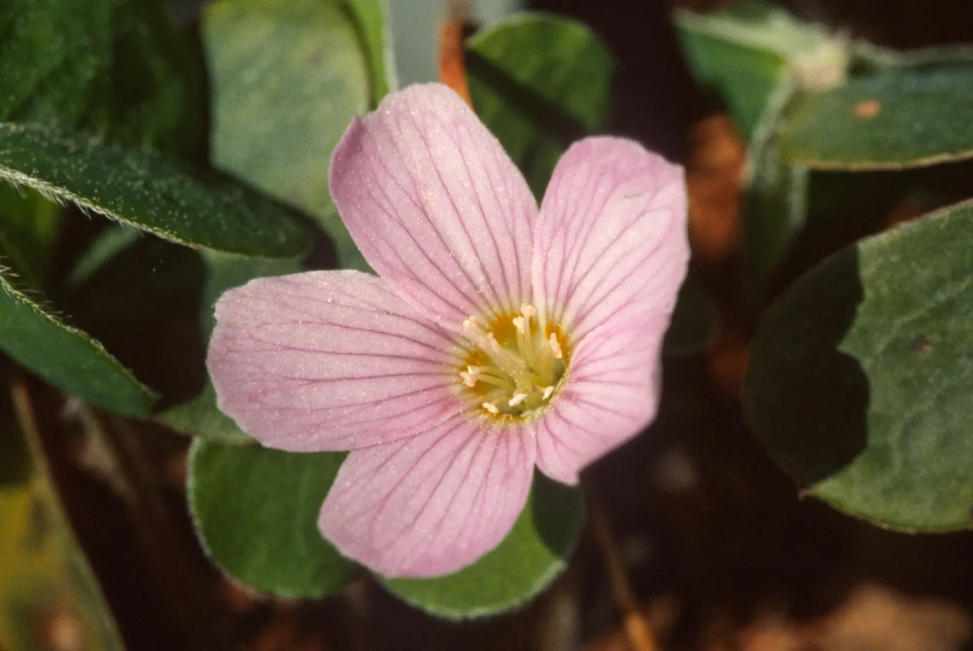 Oxalis oregana