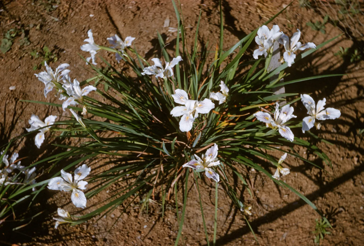 Iris innominata hyb spring '60