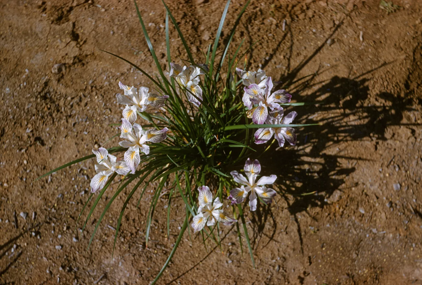 Iris innominata hyb spring '60