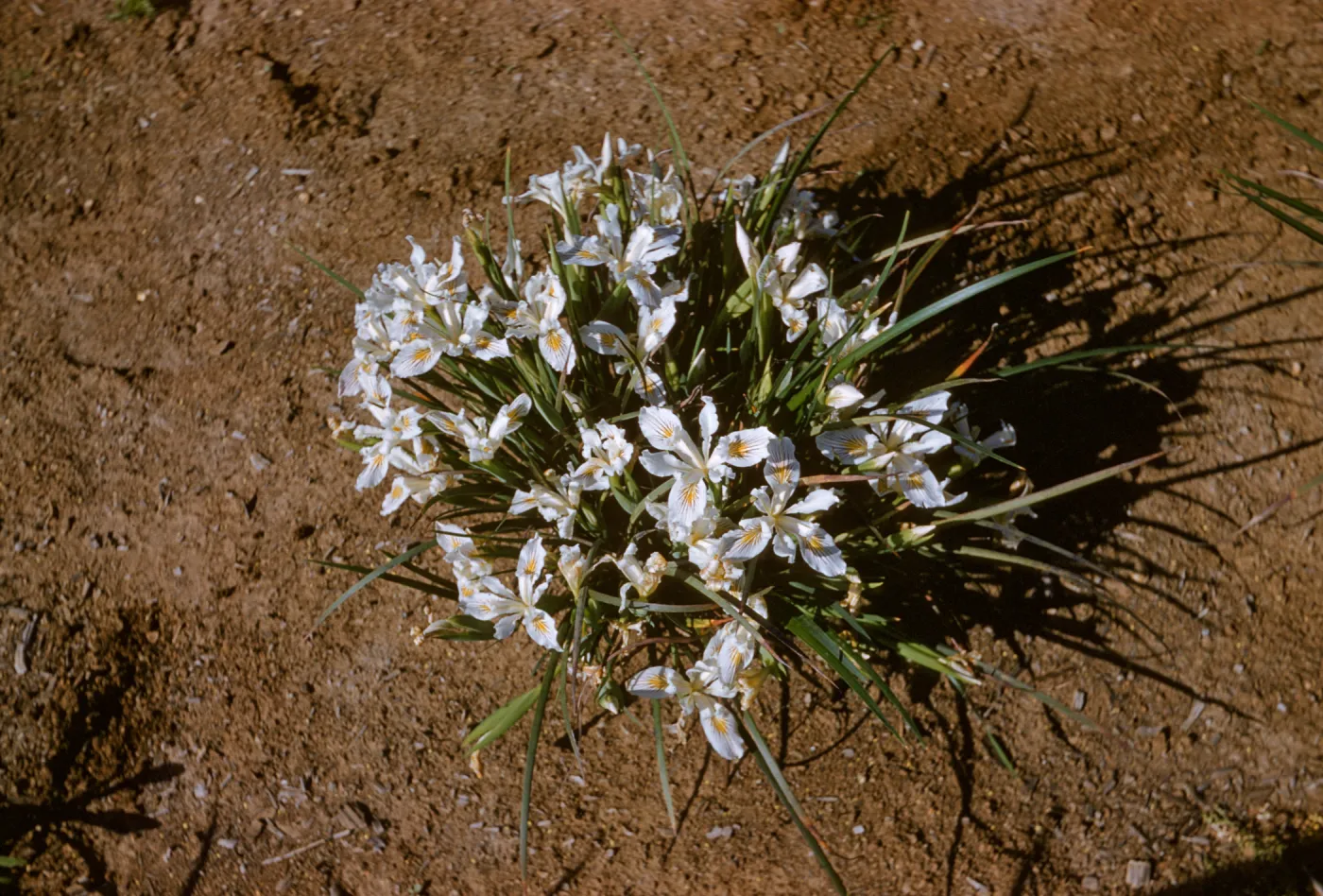 Iris innominata hyb spring '60