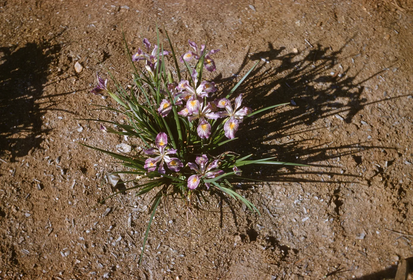 Iris innominata hyb spring '60