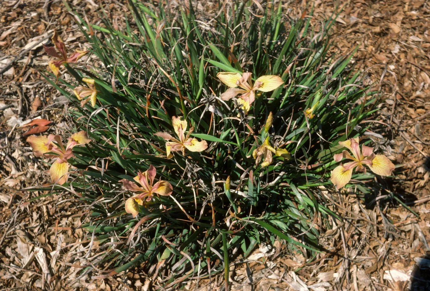 I. Canyo nGold x.dwf.douglasiana F1