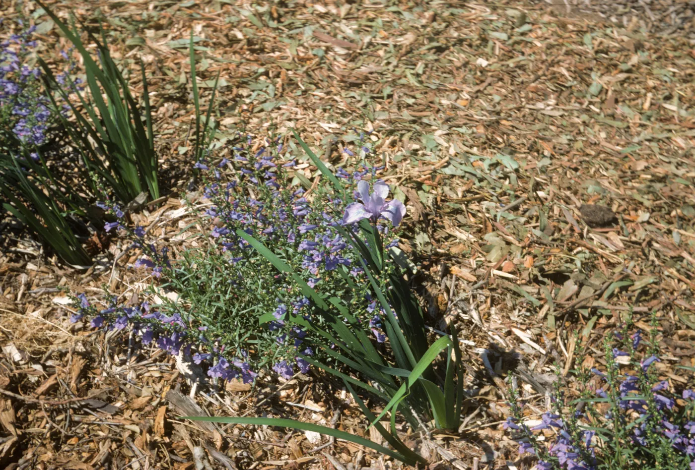 plant image