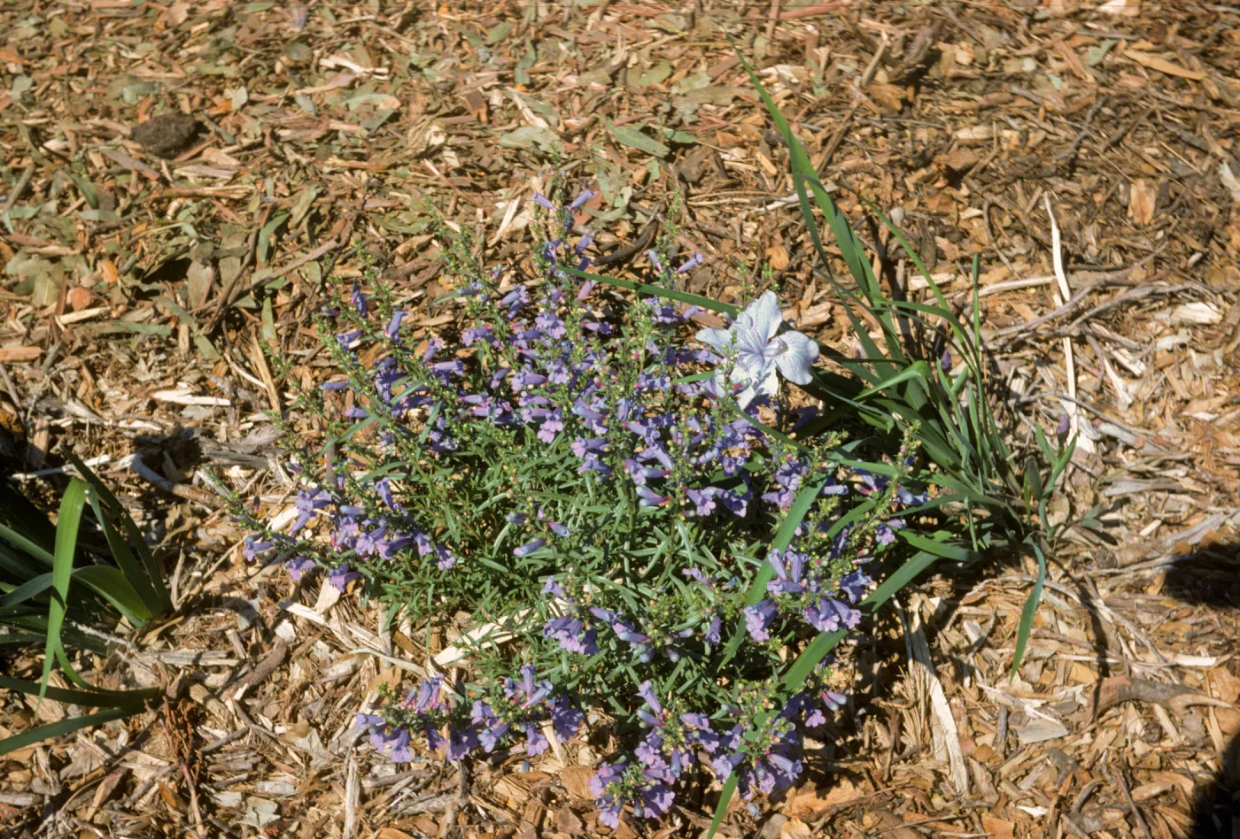 Iris 49-1