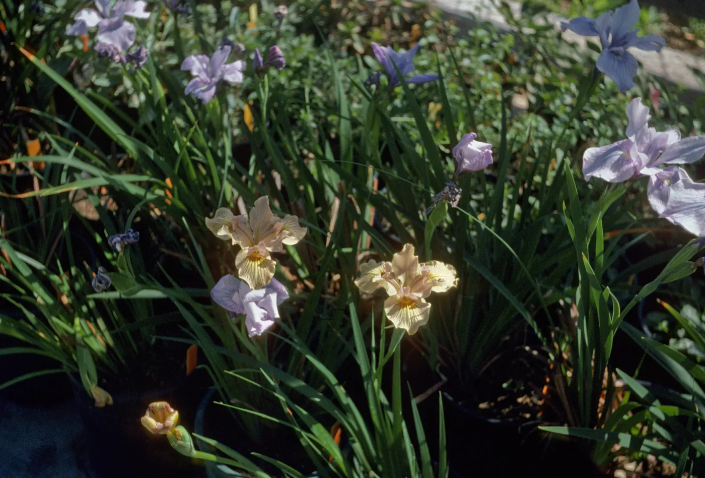 Iris 'Canyon Snow' x 'Canyon Gold'