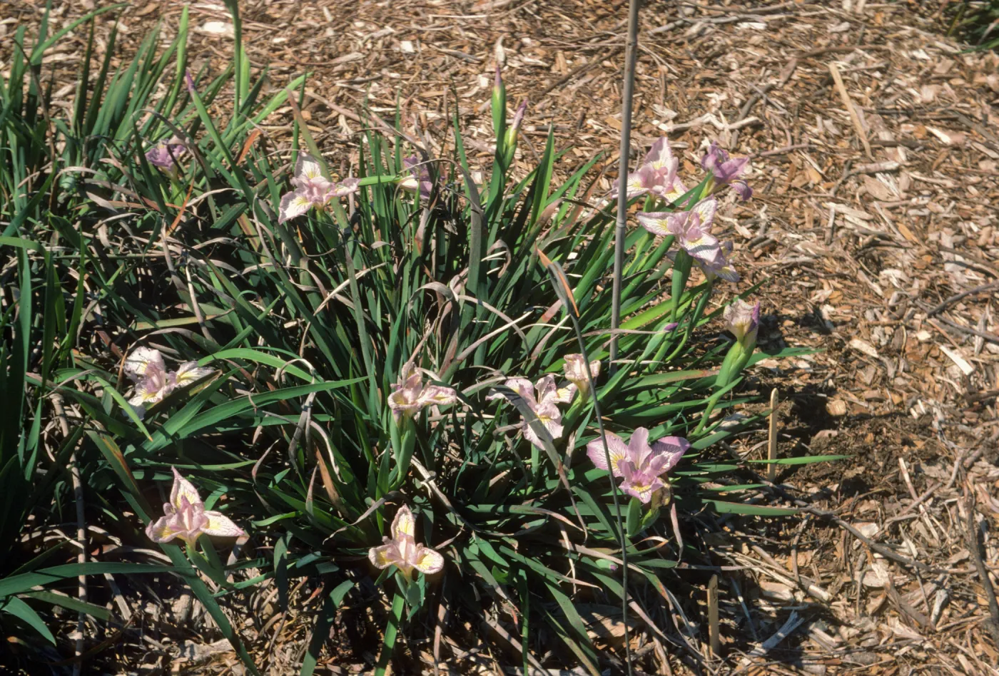 Iris 'Canyon Snow' x 'Claremont Blue Bird' F1