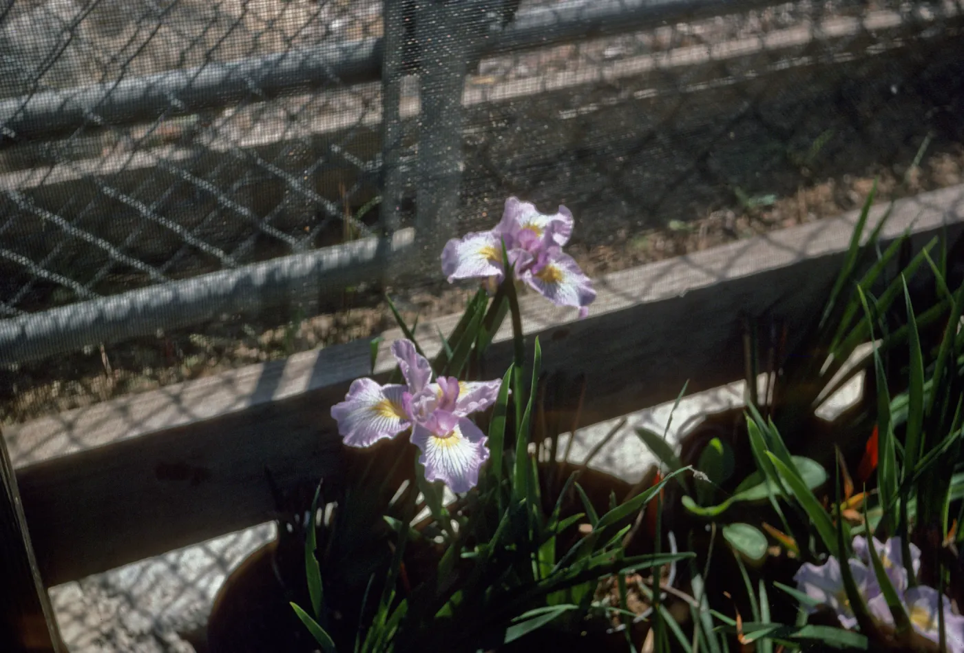 Iris 'Canyon Snow' x 'Claremont Blue Bird' F1