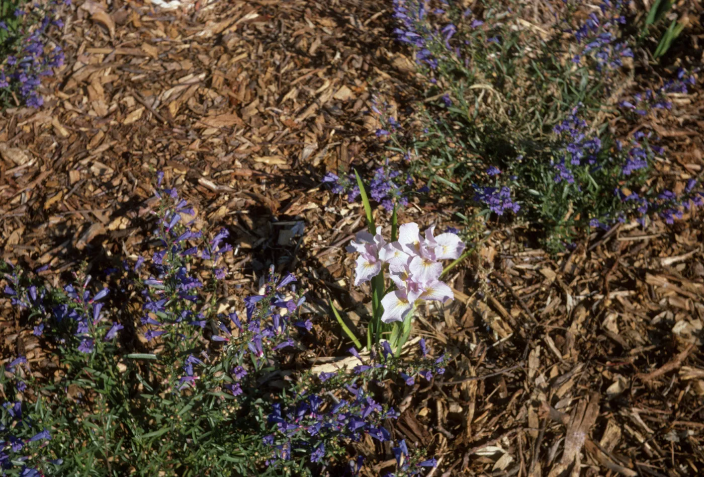 Iris 'Canyn Snow' x 'Claremont Blue Bird'