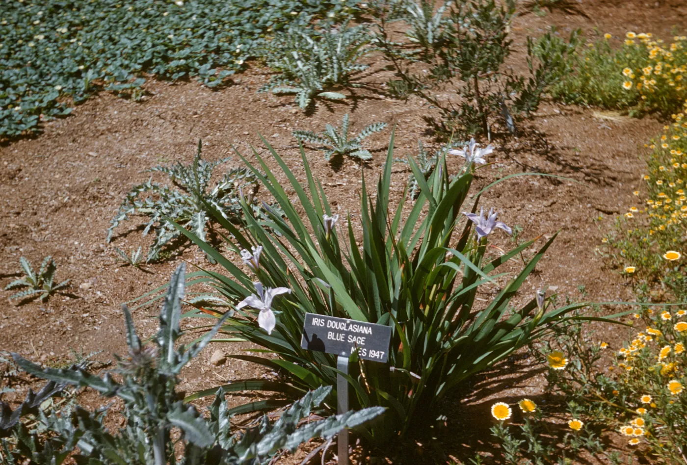 Iris douglasiana 'Blue Sage' RSABotGar 
