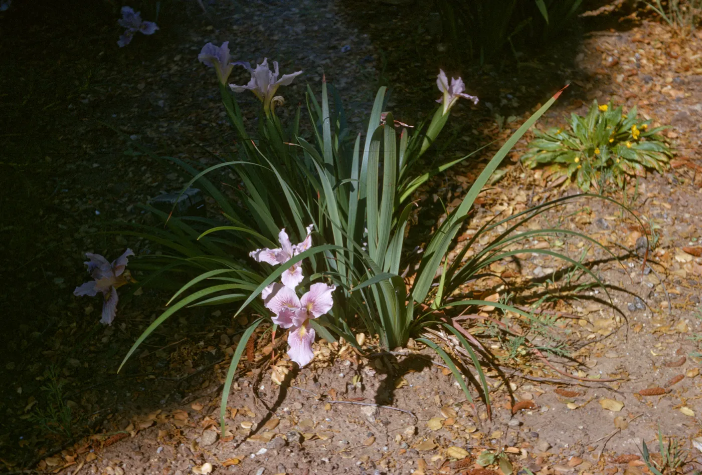 Iris douglasiana 'Violet Elf'