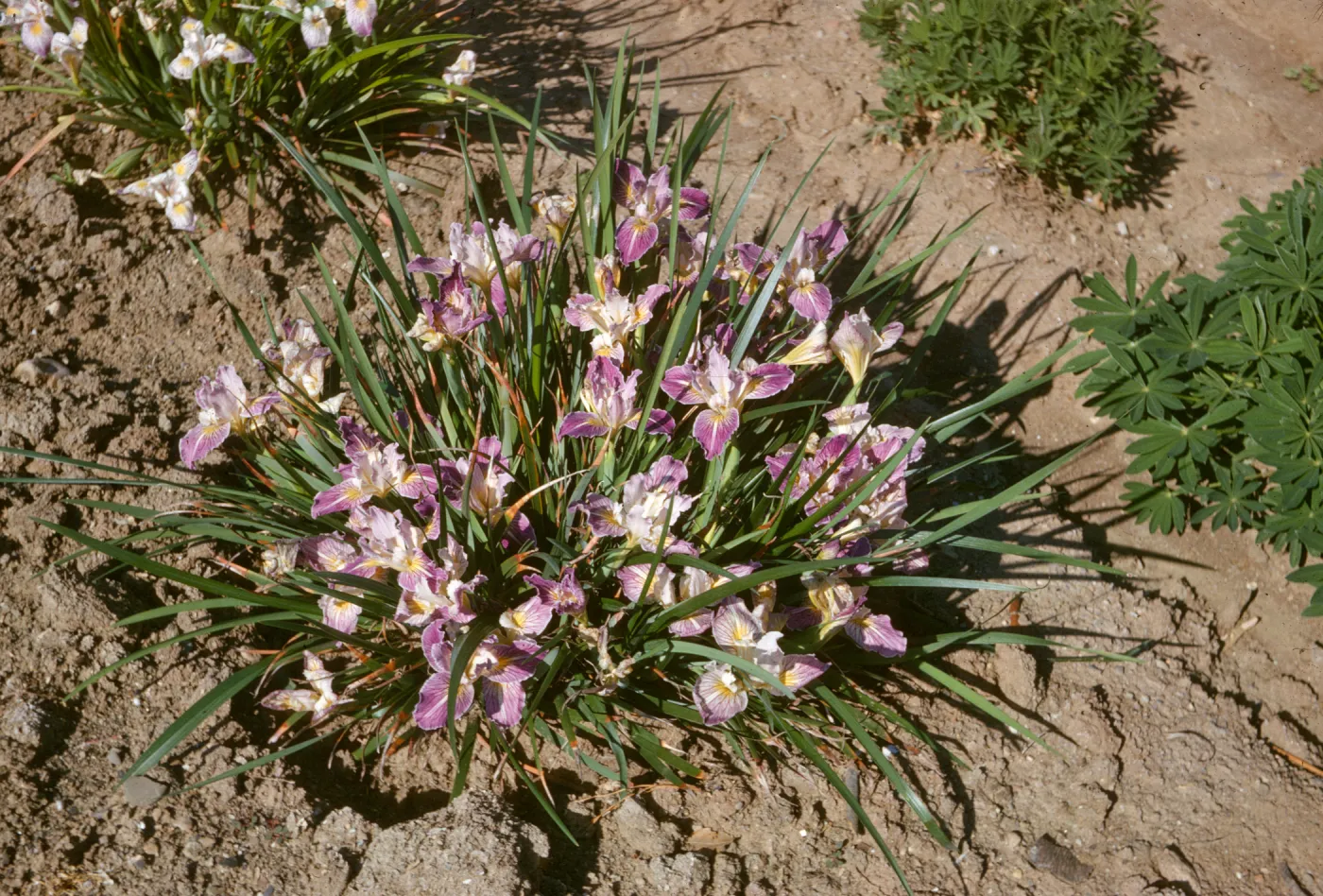 Iris innominata x selection