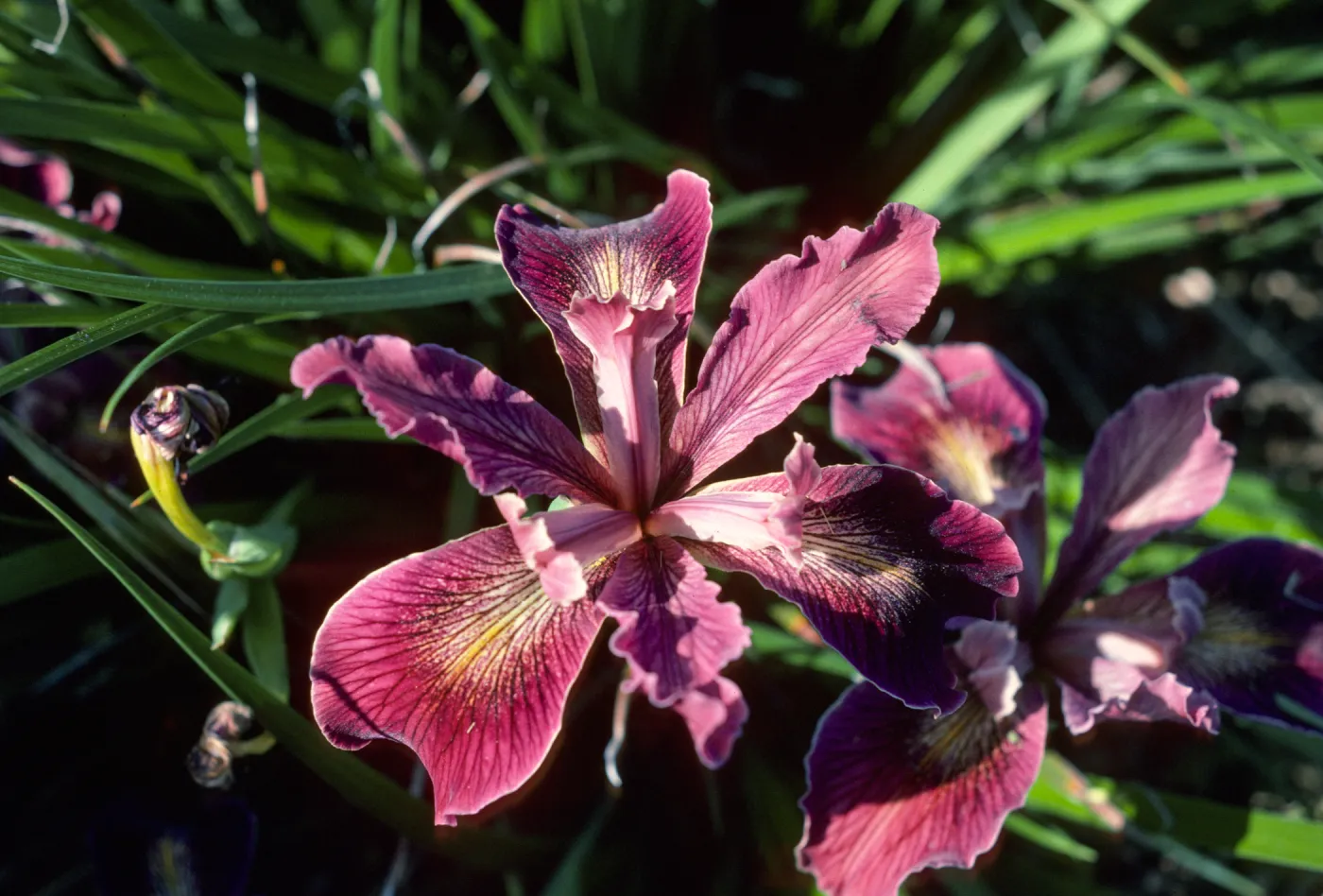 Iris 63.72A Red SBBG test plot
