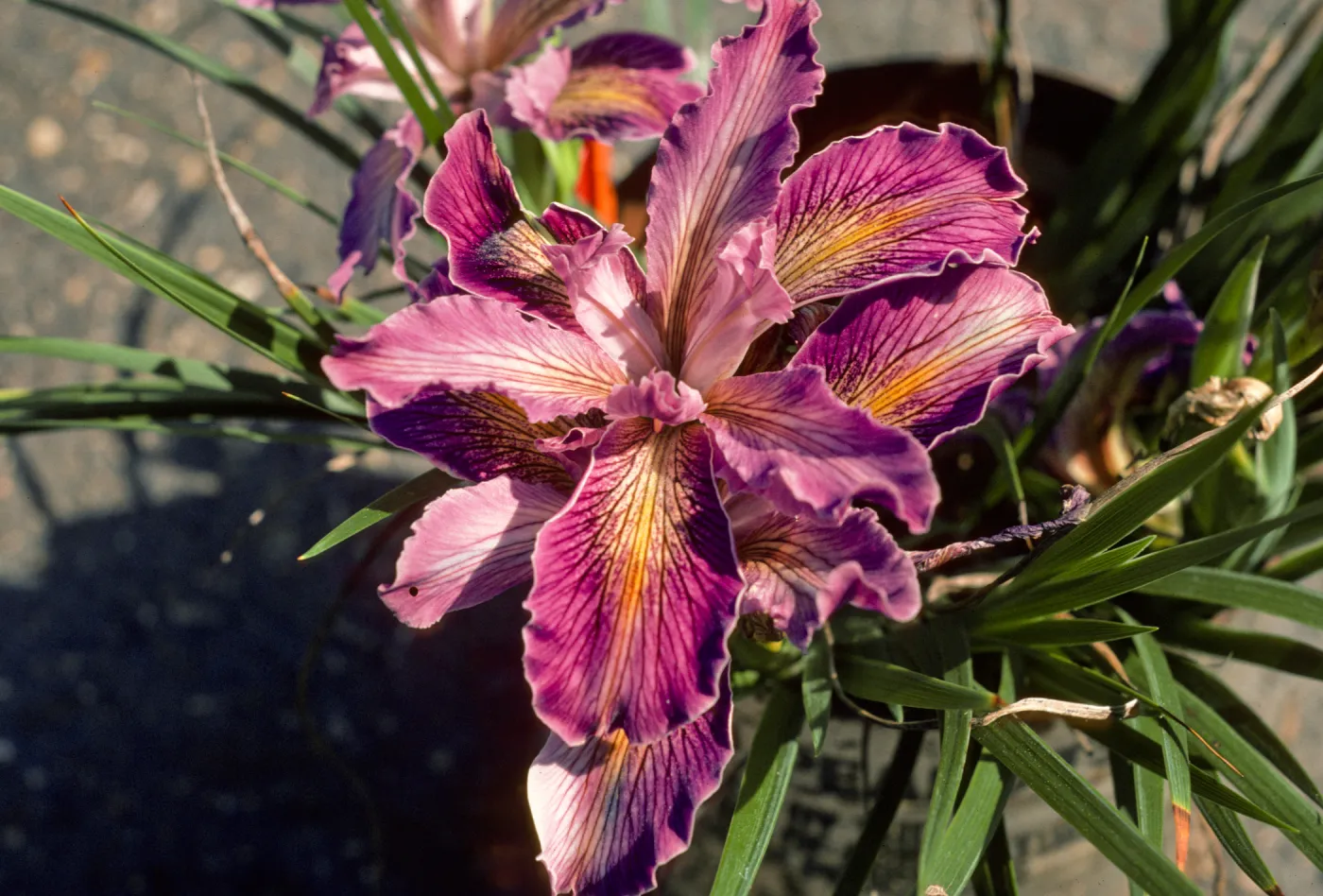 Iris 79.881 SBBG can yard