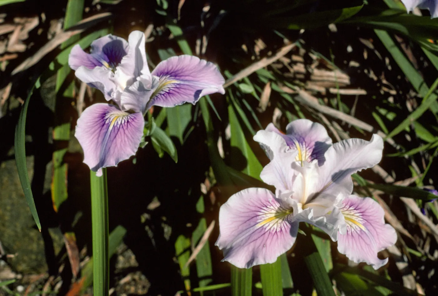 Iris 71.361 c.2 SBBG Arroyo (leaf rust bad 4/82)