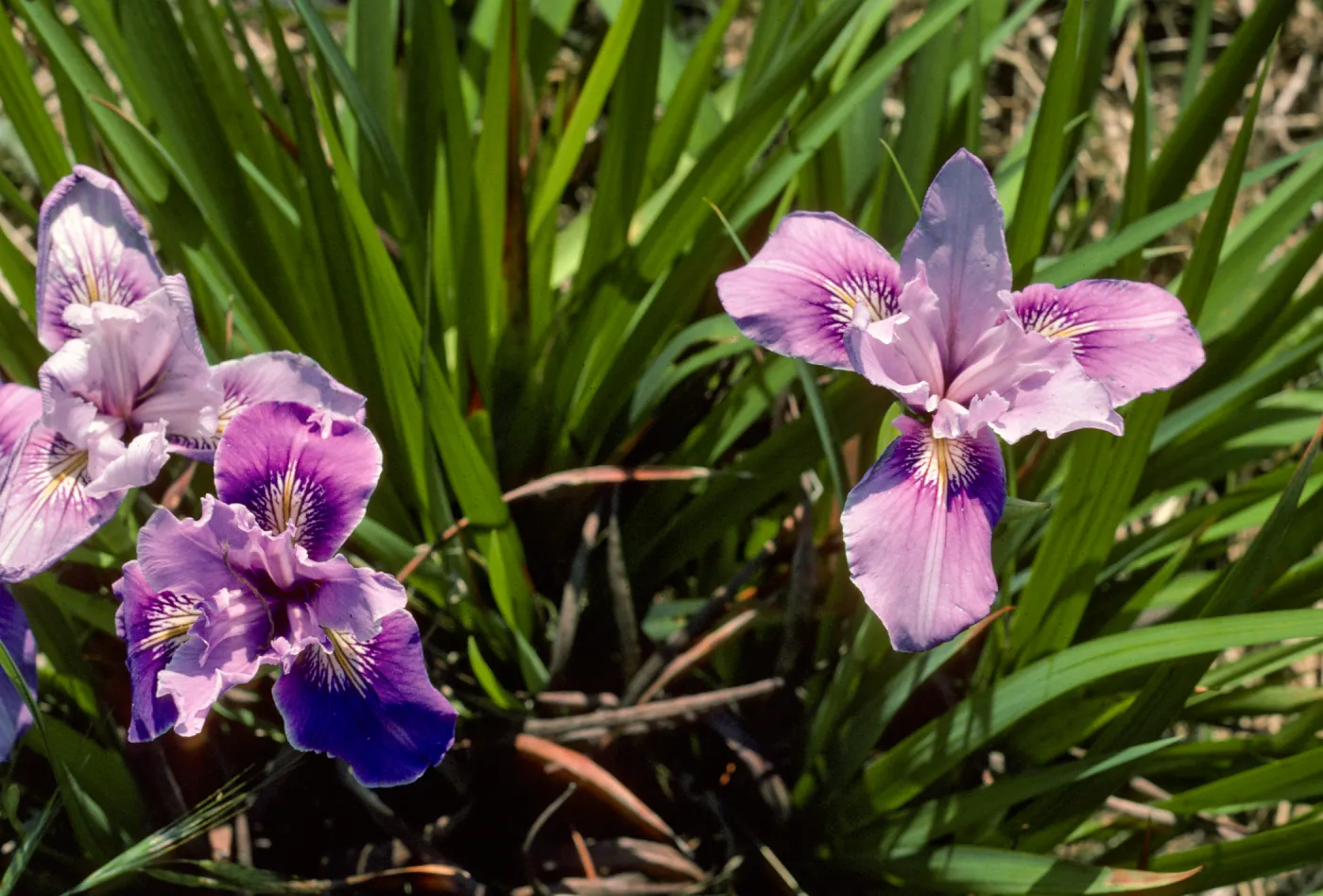 Iris West Row 71-361 G SBBG test plot