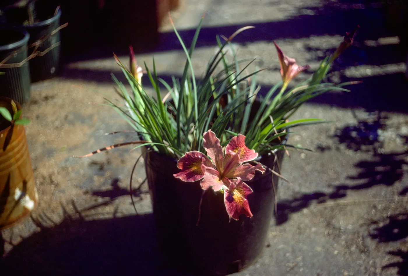 Iris 'Indian Maiden'