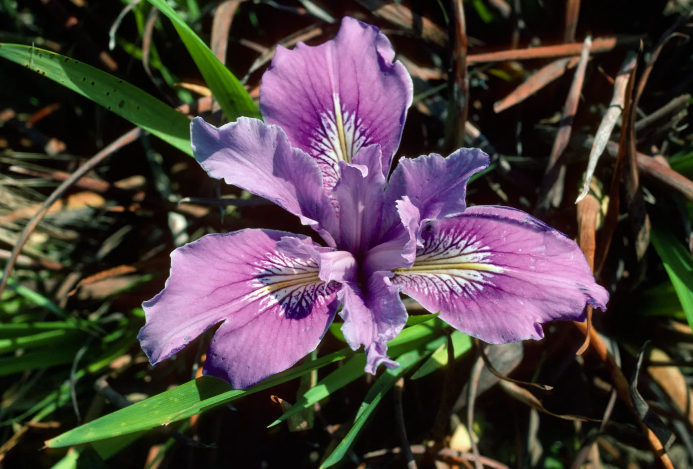 Iris SBBG test plot