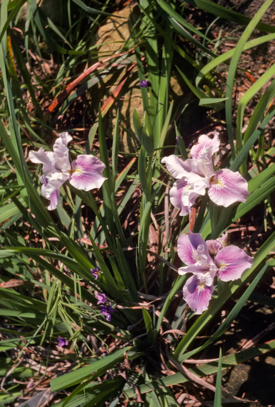 Iris hybrid 71-361 C