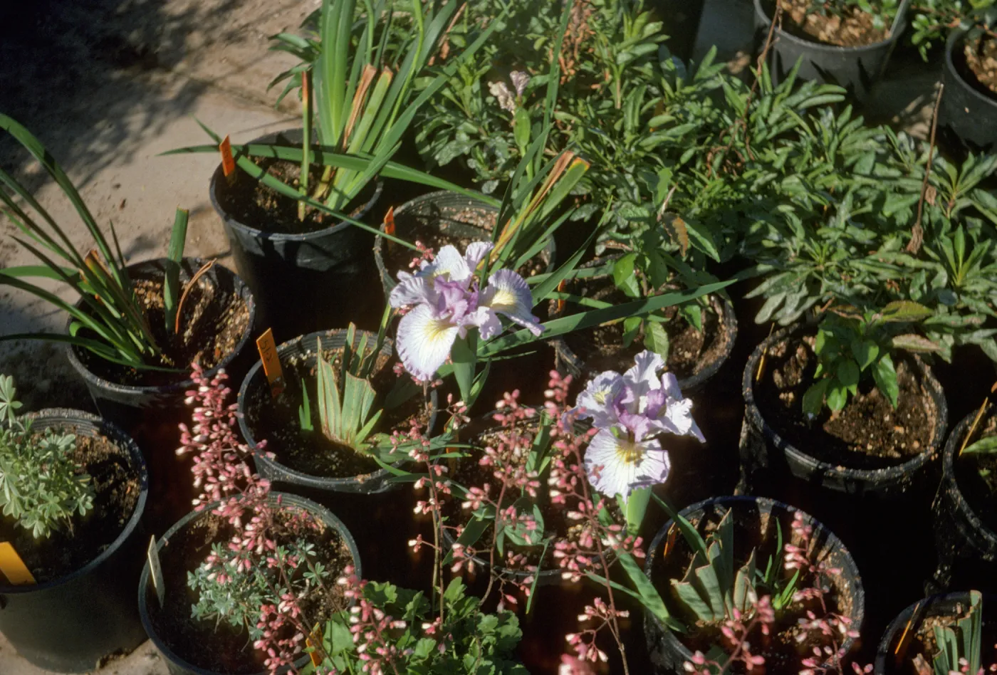 Cyn Snow x claremont blue bird