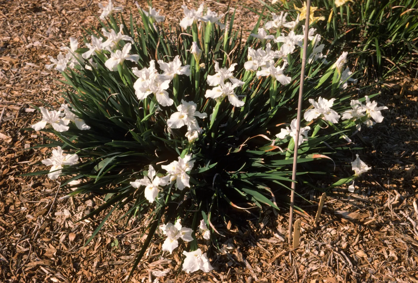 I dwf doug x claremont blue bird