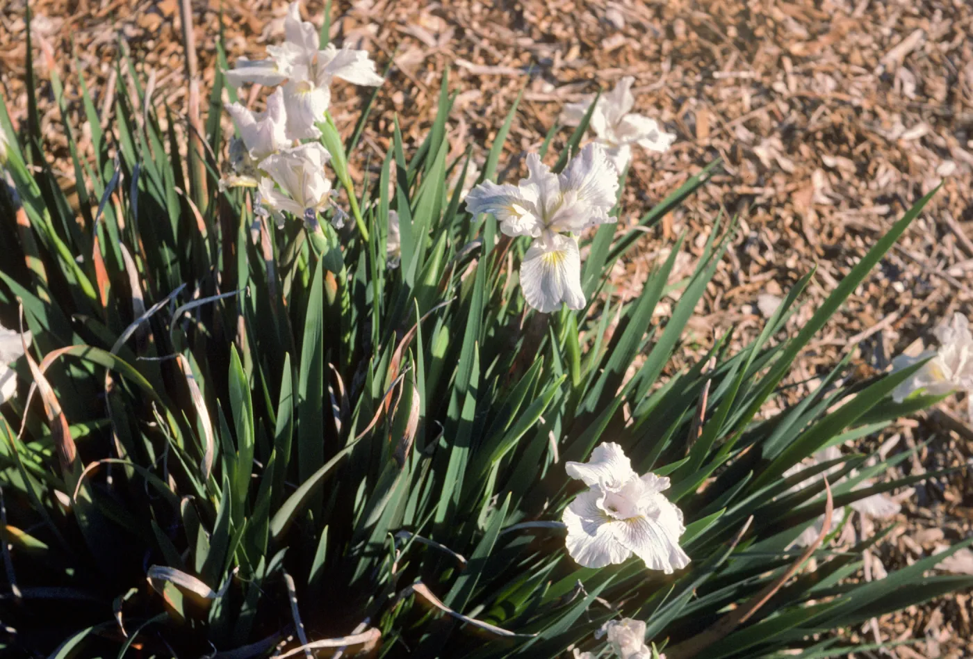 I dwf doug x claremont blue bird