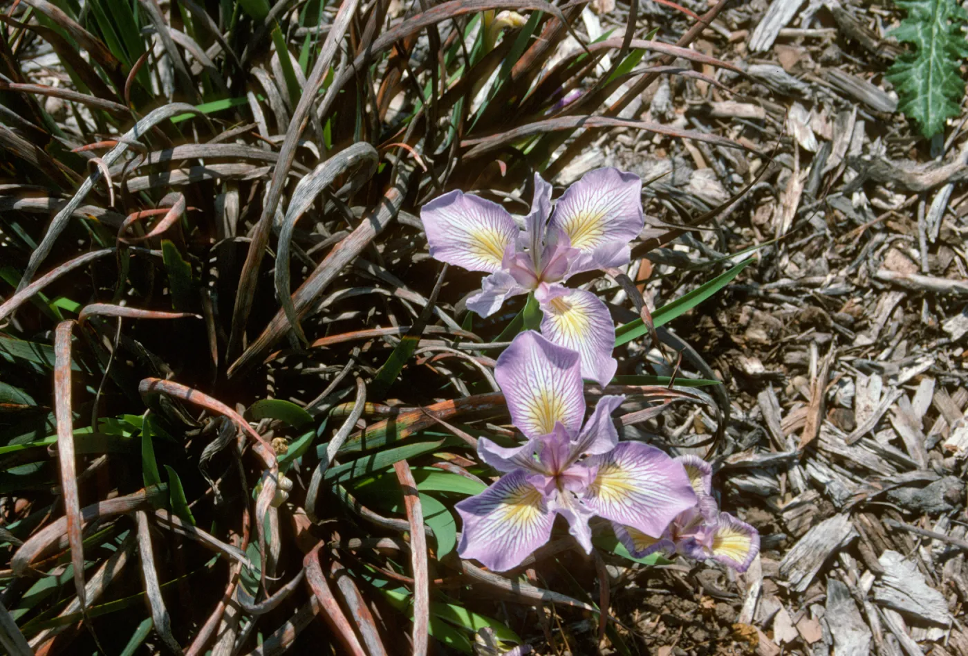 plant image - Iris