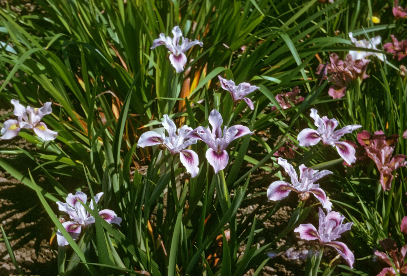 plant image - Iris