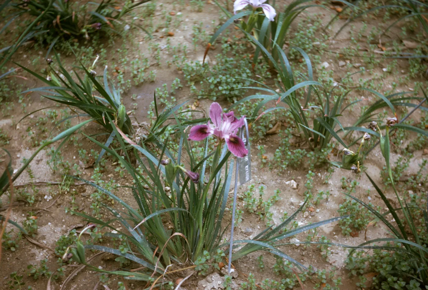 plant image - Iris