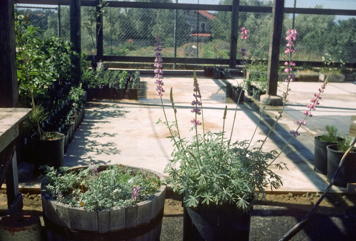 Lupinus excubitus ssp. hallii