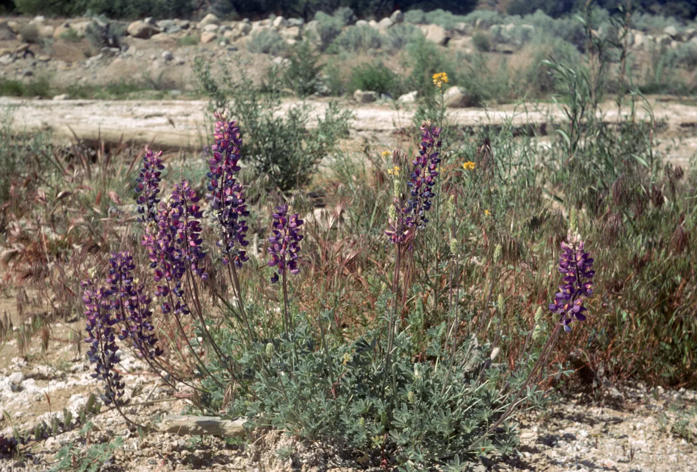 Lupinus excubitus var. johnstonii Ventura Co Zena Rd on sand bar on still live cr bed at rd side