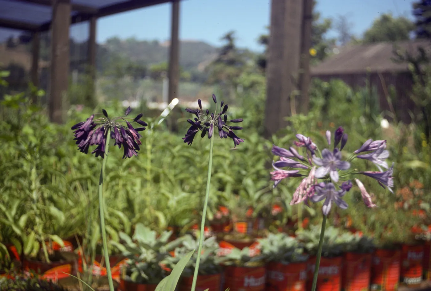 Agapanthus â€˜mood indigo' & devf. Blue (d9187,8)