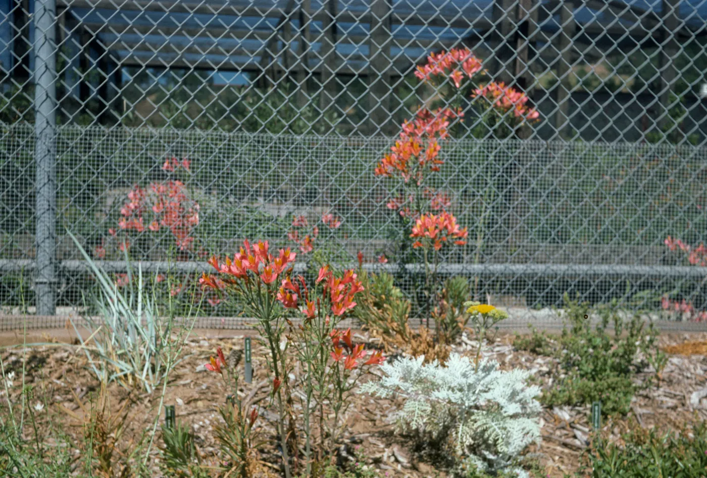 Alstroemeria ligter hyb or Atraemaritokae sdlr