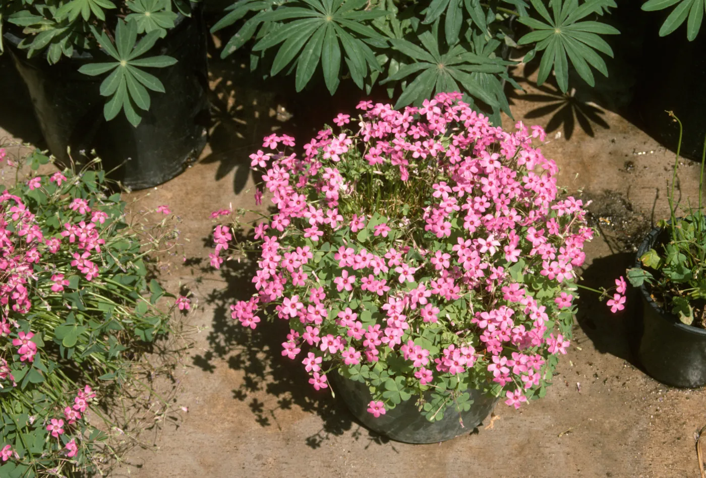 Oxalis rubra