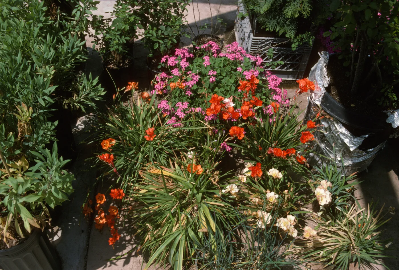 Tritonia sp & Oxalis rubra sdse