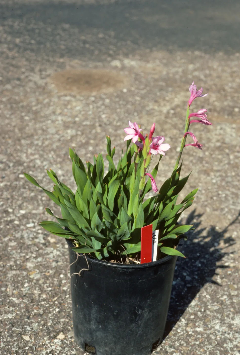 Watsonia W4 DWF