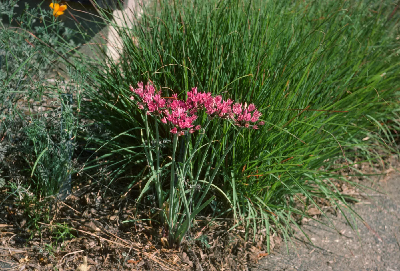 Allium acuminatum? bkgnd Bouteloua gracilis