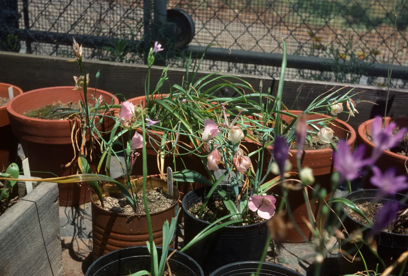 Calochortus splendens c.albus