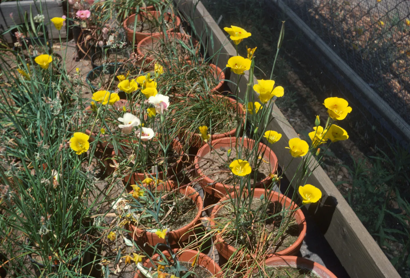 Calochortus luteus C amabilis, venxatus