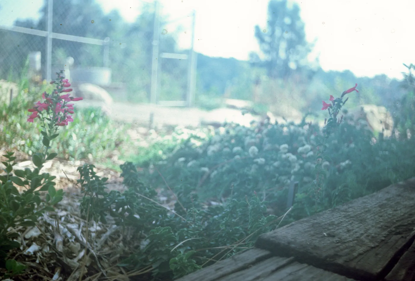 Penstemon newberryi Lt 81-418 compound Rt 84-165 simple