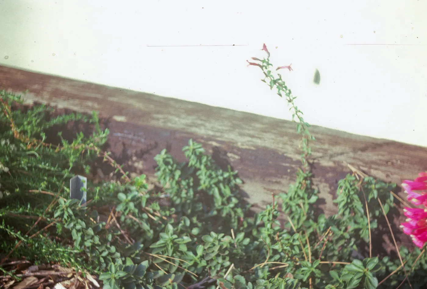 Penstemon newberryi Rt 81-418 compound in flower LT P.N 840165 simple in flower