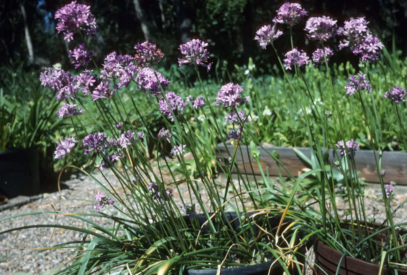 Dichelostemma multiflorum (Brodiaea m.) Dick Dossttâ€˜s Nursery