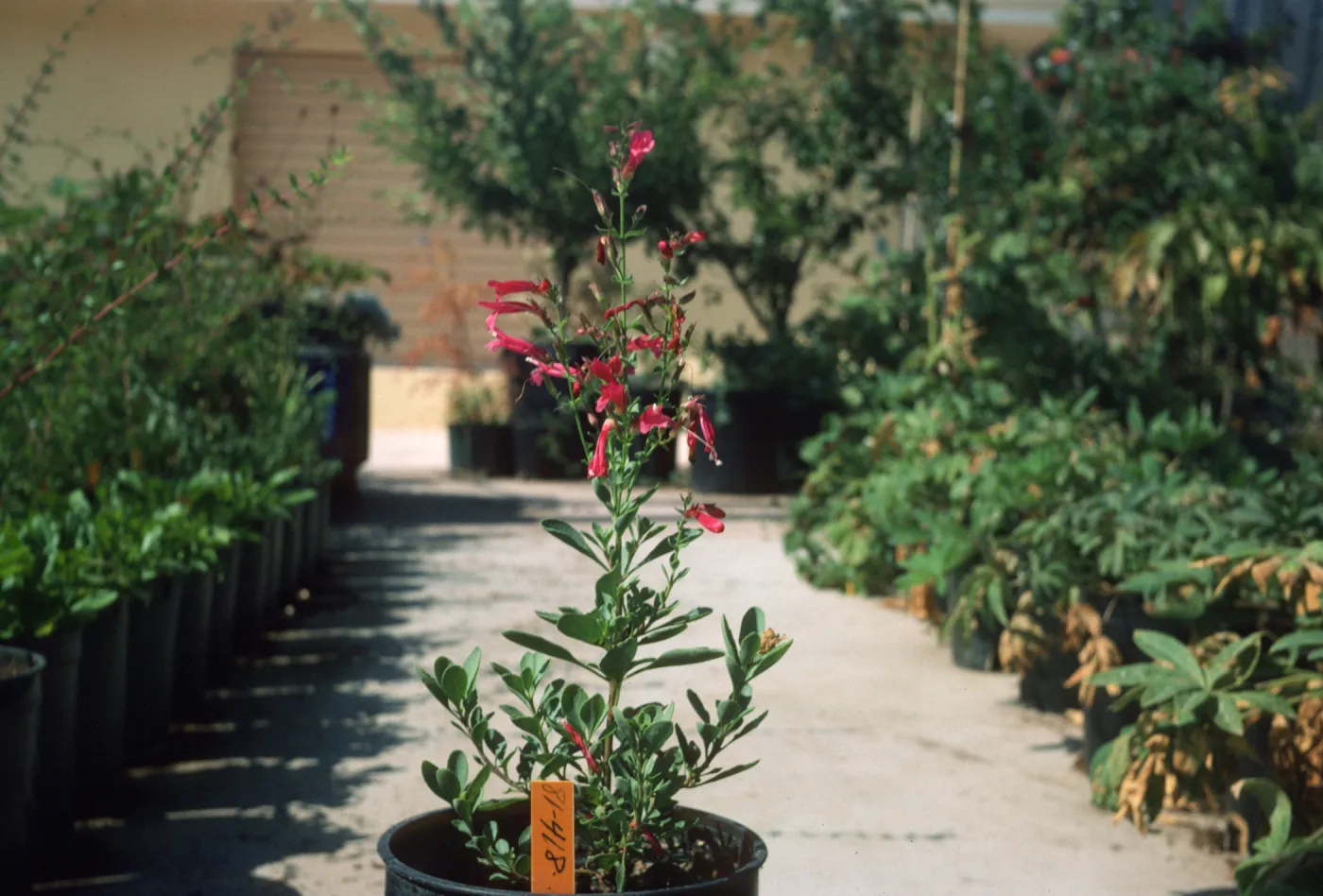 Penstemon newberryi 81-418