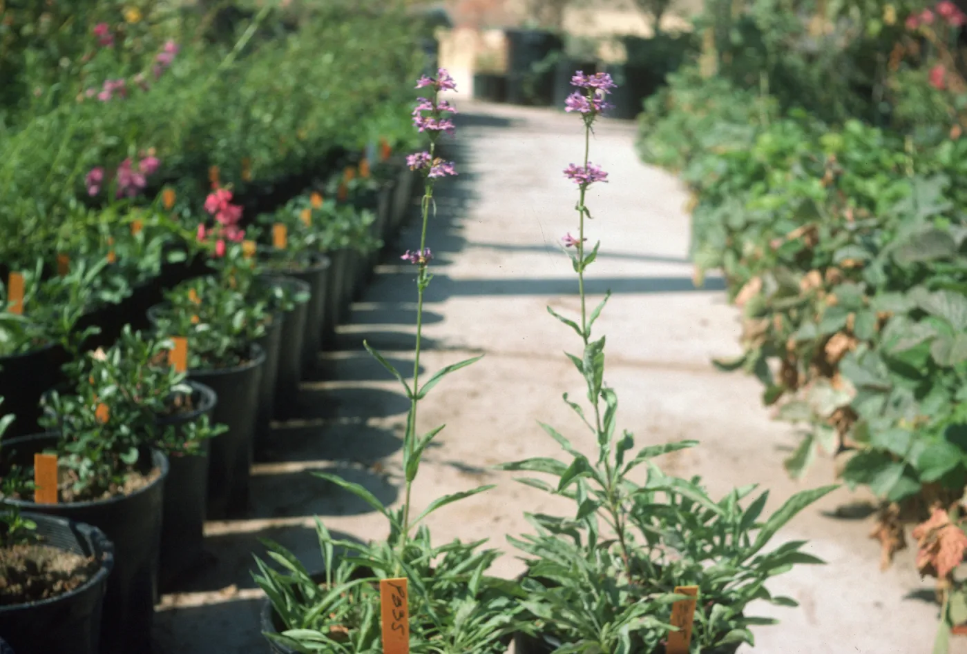 Penstemon procerus