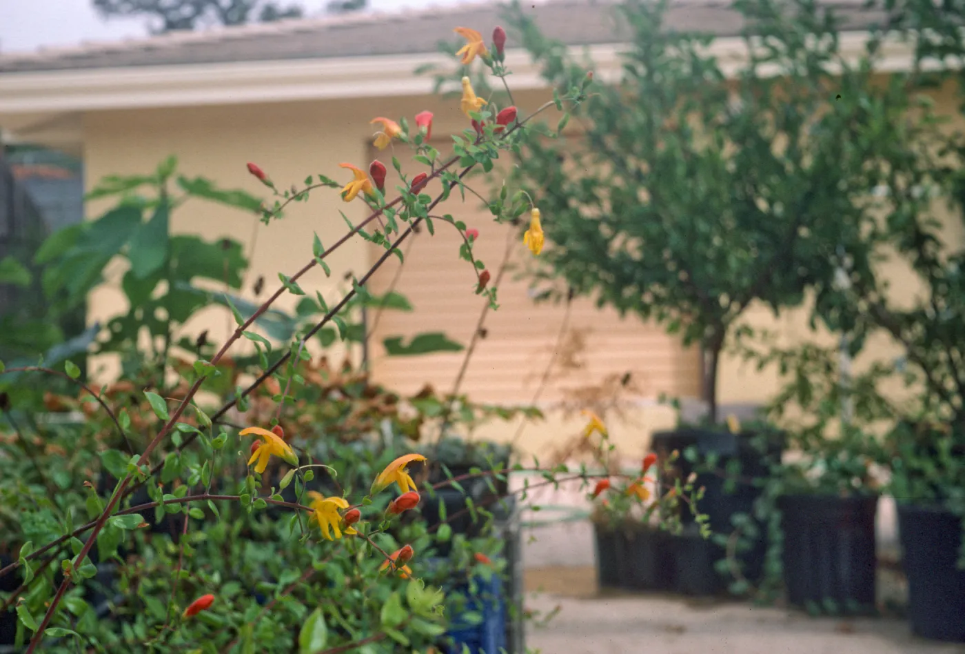 Keckiella antirrhinoides x cordifolia K03