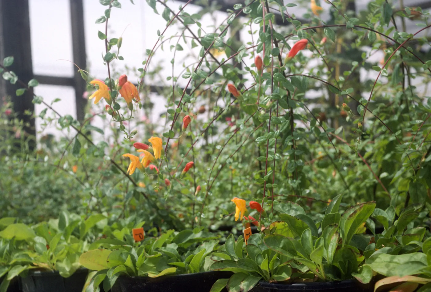 Keckiella antirrhinoides x cordifolia K03