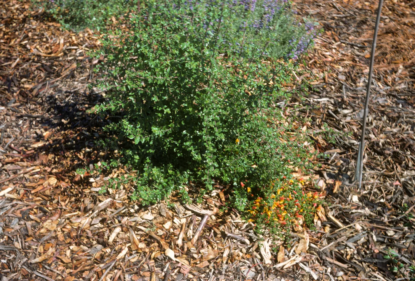 Keckiella antirrhinoides x cordifolia K03